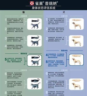 如何选购适合你的短毛猎狐梗（从哪里开始寻找？如何判断是否健康？如何培养它的好习惯？）