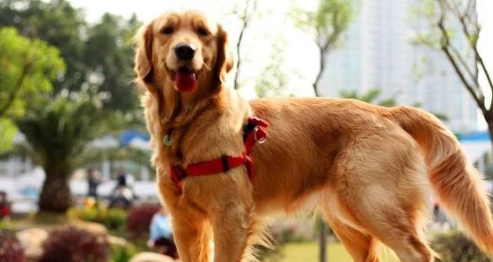 金毛犬的聪明与特性（以宠物为主，探讨金毛犬的智商及行为习性）