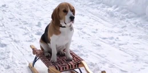 训练萨摩耶犬拉雪橇的方法与技巧（如何将宠物犬培养成高效拉雪犬）