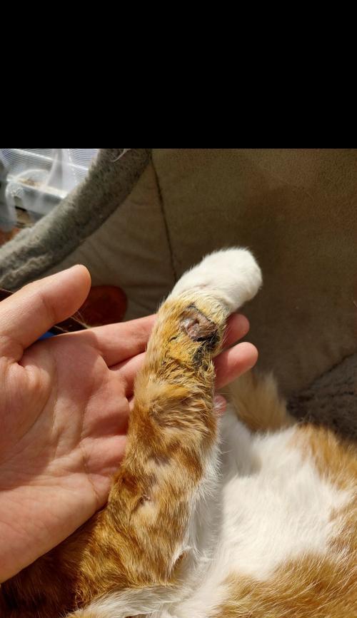 小猫脊椎断了，它能自己康复吗？（以宠物为主，探究小猫脊椎断后的康复情况）