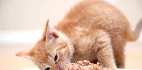为什么小猫不吃罐头？（深入探究小猫对罐头的态度，了解小猫的味觉和偏好）