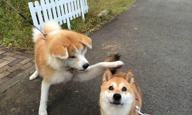 秋田犬能否经常食用火腿肠？