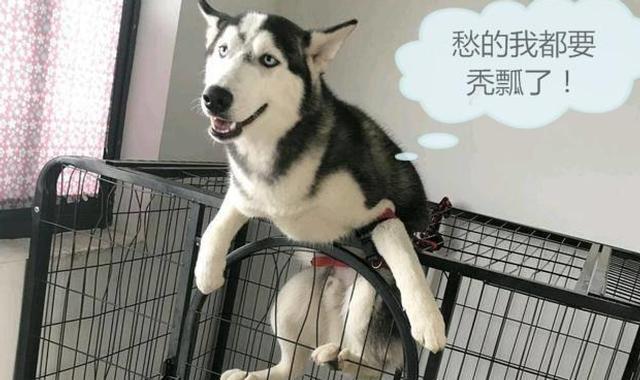 如何处理哈士奇出门“撒手没”情况（让宠物回家的15个技巧）
