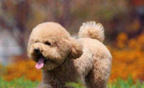 如何判断贵宾犬是否健康（以宠物为主，简单易行的健康检查方法）