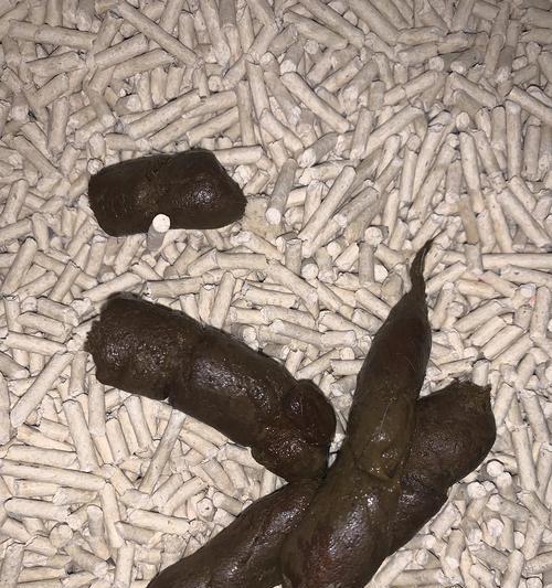 小猫拉稀怎么办？（宠物主人必看，小猫的粪便问题应该这样解决！）
