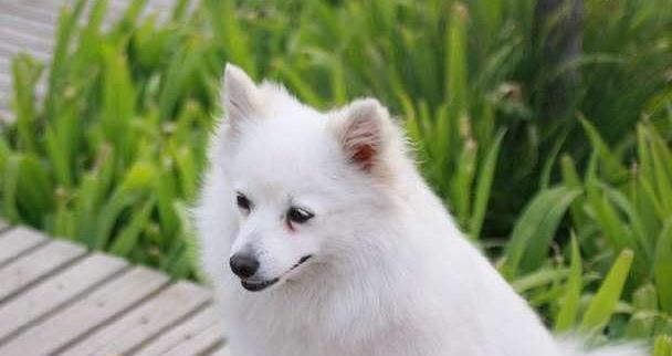 如何正确给银狐犬点眼药水？（掌握这些技巧，让你的宠物更健康）