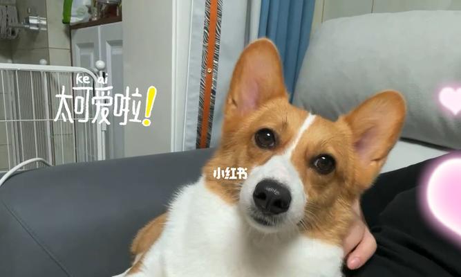 如何科学管理你的柯基犬？（从饮食、运动到清洁，一篇全面掌握柯基日常管理的指南）
