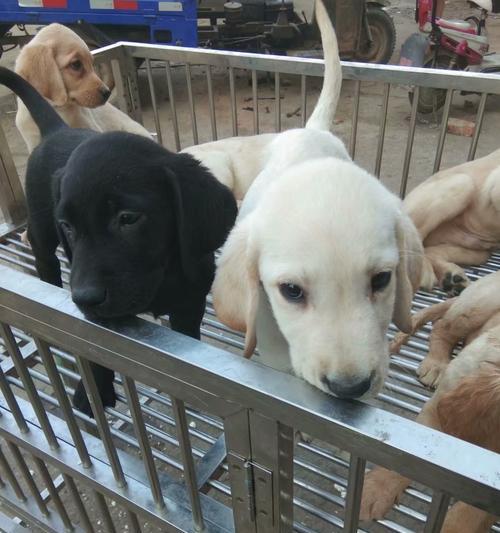如何挑选一只健康的拉布拉多幼犬（以宠物为主，购买幼犬拉布拉多必知的15个要点）