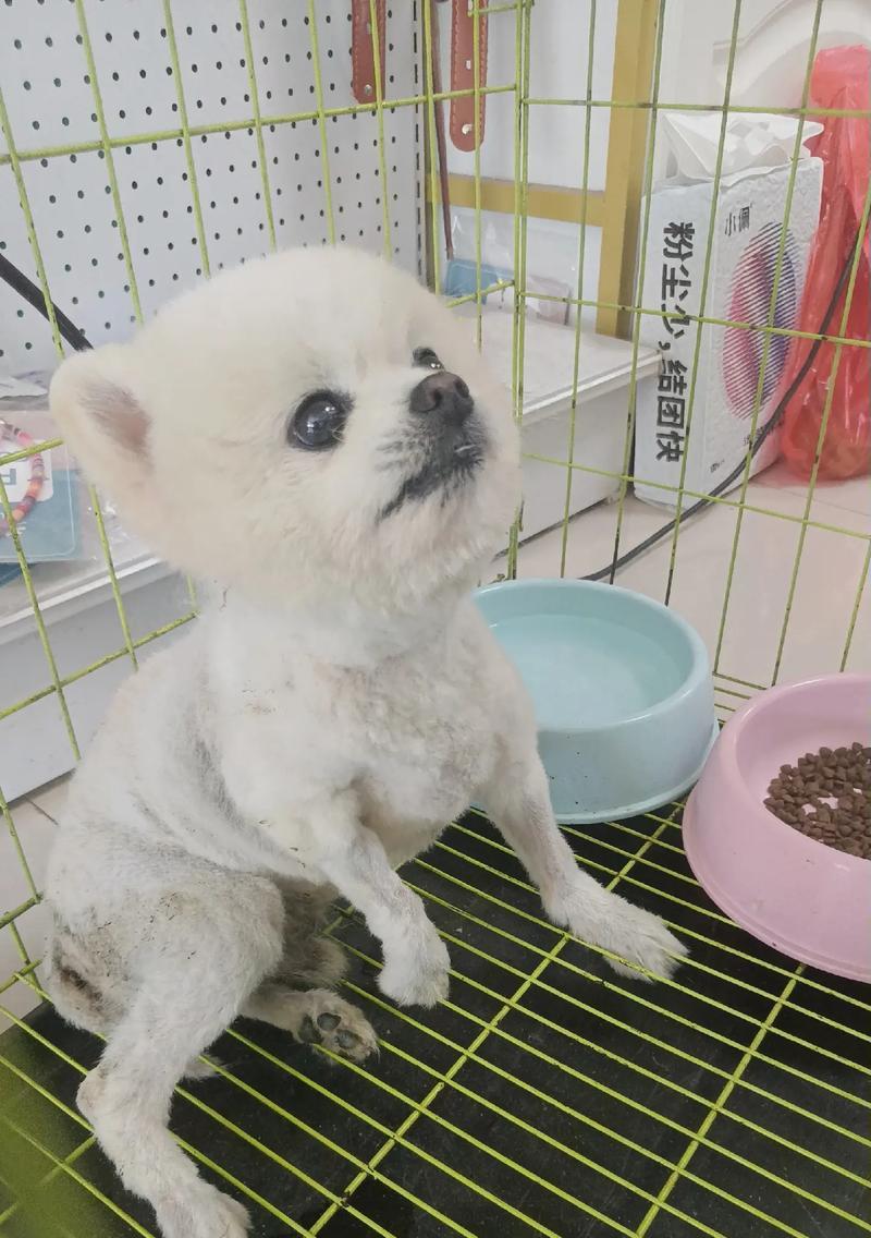 博美犬的过度亲密行为（这些行为是如何形成的？该如何处理？）
