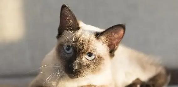 打造幸福的暹罗猫家庭（打造幸福的暹罗猫家庭）