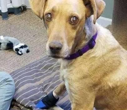 宠物狗糖尿病的治疗方案（为晚期糖尿病患犬提供救治，一起来探讨）