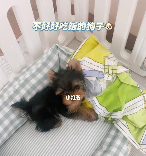 如何帮助约克夏好好吃饭（解决宠物不好好吃饭的方法，有效控制宠物健康）