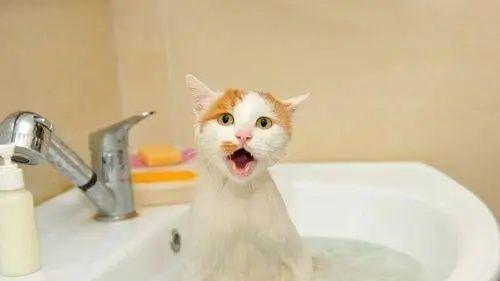 让你的宠物猫咪享受洗澡——解除恐惧的方法（15个实用技巧助你让猫咪不再恐惧洗澡）