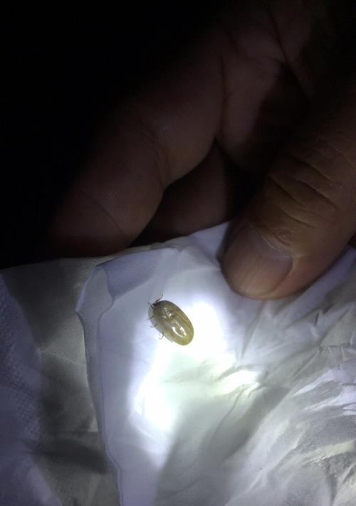 宠物泰迪的肚子有虫吗？如何判断和预防？（掌握判断方法，预防宠物肚子虫害的方法）