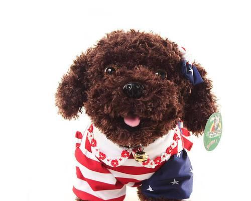 如何训练贵宾犬的站姿和谢幕姿势（打造优美舞台形象，让贵宾犬成为焦点）