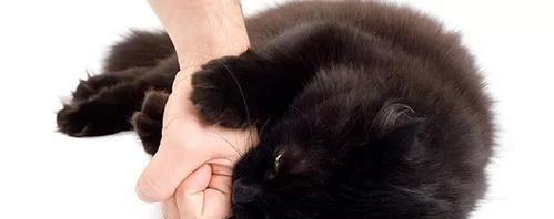 小猫咪为什么喜欢咬人？（探究宠物猫咪的咬人行为及解决方法）