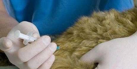 宠物泰迪狗如何预防寄生虫感染（15条有效措施帮你宠物泰迪狗预防寄生虫感染）