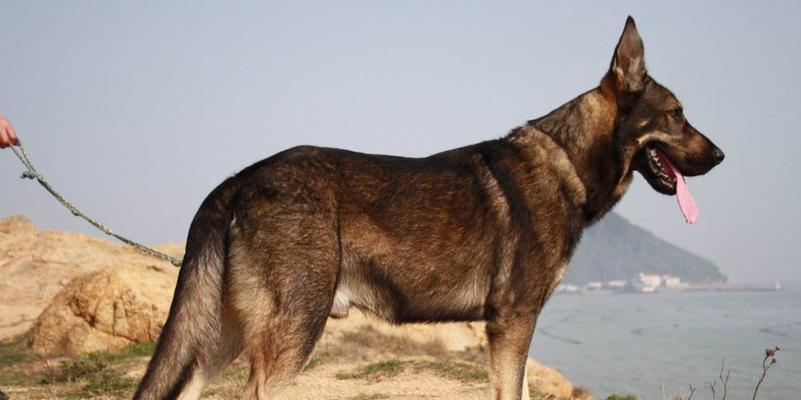如何训练昆明犬成为优秀的宠物犬（训练昆明犬的秘诀和技巧）