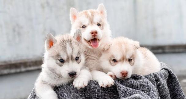 哈士奇幼犬喂养的四大注意事项（宠物主人必看，打造健康可爱的小哈士奇）