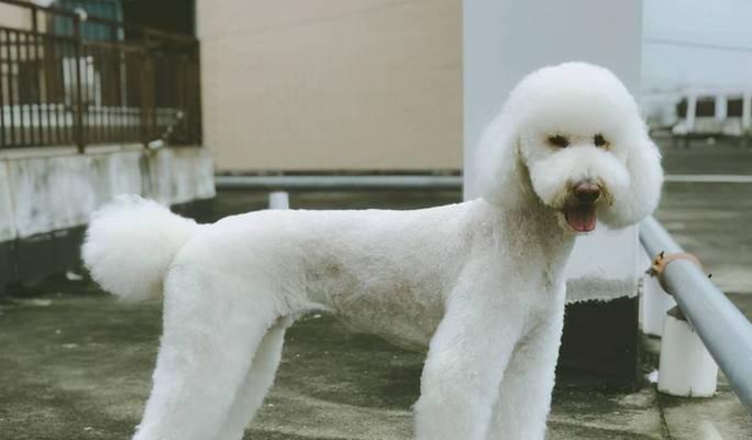 巨型贵宾犬为何会便秘？（探究巨型贵宾犬便秘的原因和解决方法）