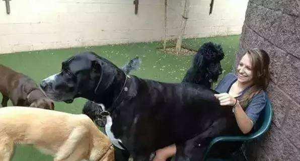 探秘巨型犬——大狗狗的壮举与挑战（以宠物为主，探索狗狗身躯的不凡之处；）