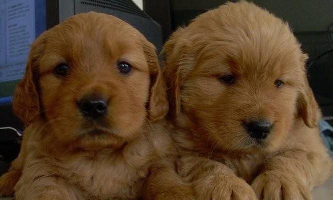 如何科学养护金毛幼犬（全面了解金毛幼犬的饲养方法，让你的宠物健康快乐成长）