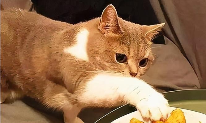 如何帮助宠物猫克服不良饮食习惯？（小猫两个月不好好吃饭该怎么办？）