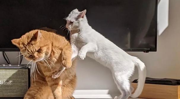 为什么家里的猫咪会打架？（探究猫咪打架的原因及解决方法）