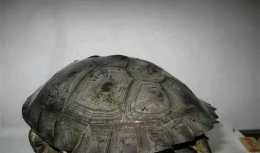 黄头庙龟的饲养方法（打造健康快乐的黄头庙龟生活）