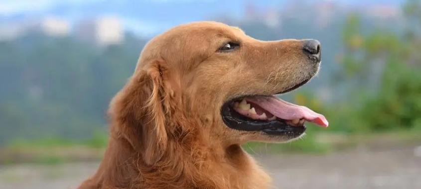 金毛犬的饲养方法（打造健康、快乐的金毛宠物生活）