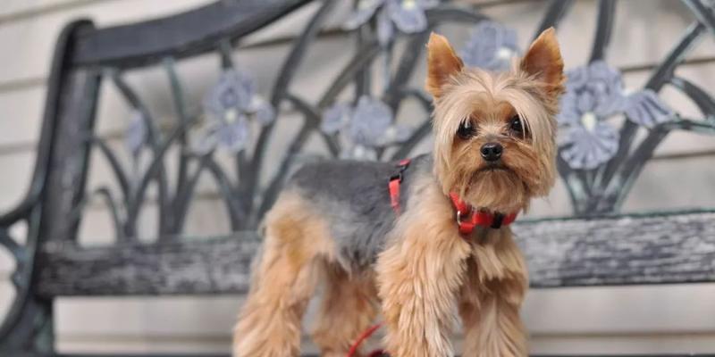 约克夏异常脱毛的原因与预防（宠物犬体内问题引发脱毛，如何预防？）