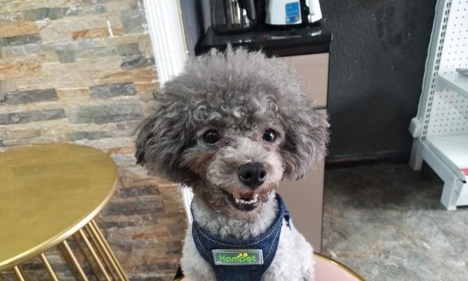如何正确护理你的博美犬（从饮食到清洁，全方位呵护你的毛孩）