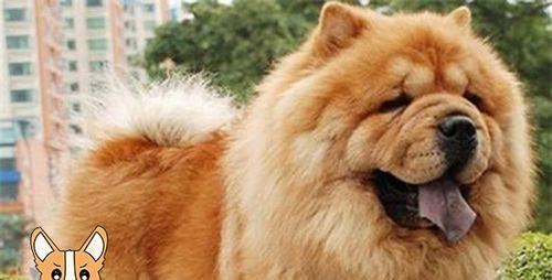 如何保持松狮犬的整洁仪容？（掌握这些小技巧，让你的爱犬永远美丽动人！）
