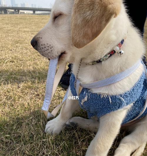 带狗狗出游必备用品（带拉布拉多犬出游的15个必备用品）