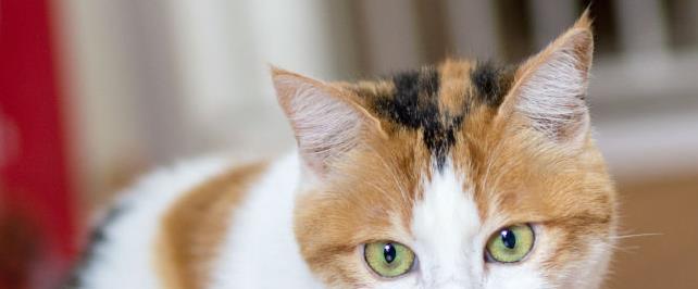 孕妇是否适合养猫咪？（孕期养猫咪需要注意什么？）