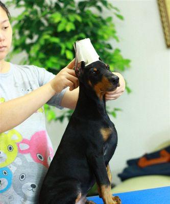 如何给杜宾犬正确刷牙（宠物健康护理，杜宾犬口腔清洁方法分享）