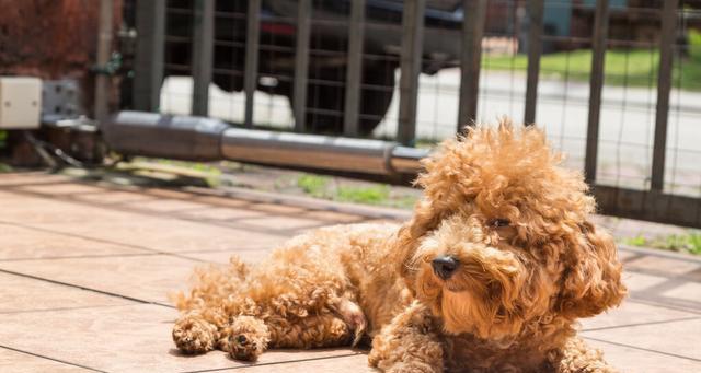 爱宠犬如何正确洗澡（细节决定宠物健康，掌握这些注意事项让你的贵宾犬健康活力）