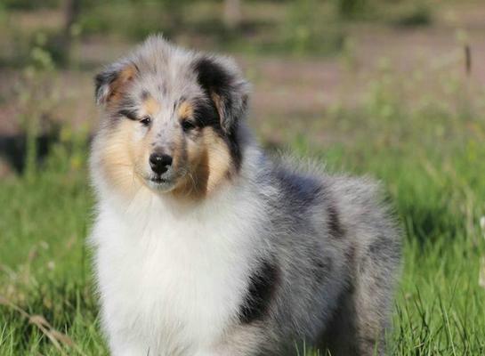 苏格兰牧羊犬得了犬瘟该怎么办？（宠物爱好者必看，一起来了解如何预防和治疗犬瘟）