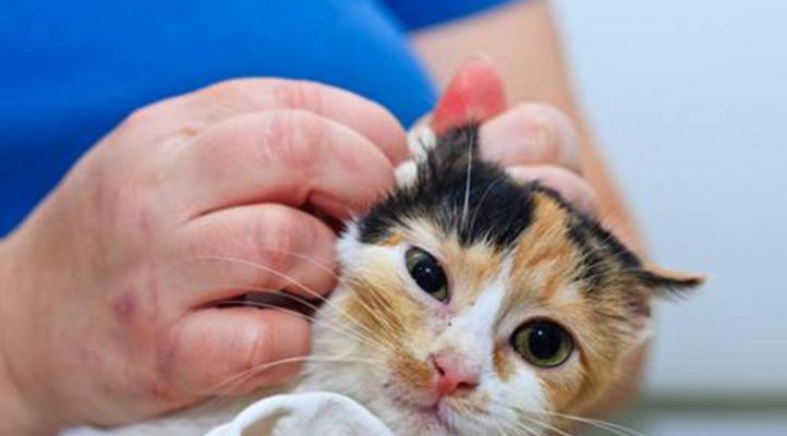照顾宠物猫耳朵的必要性，清洗方式及注意事项。（照顾宠物猫耳朵的必要性，清洗方式及注意事项。）