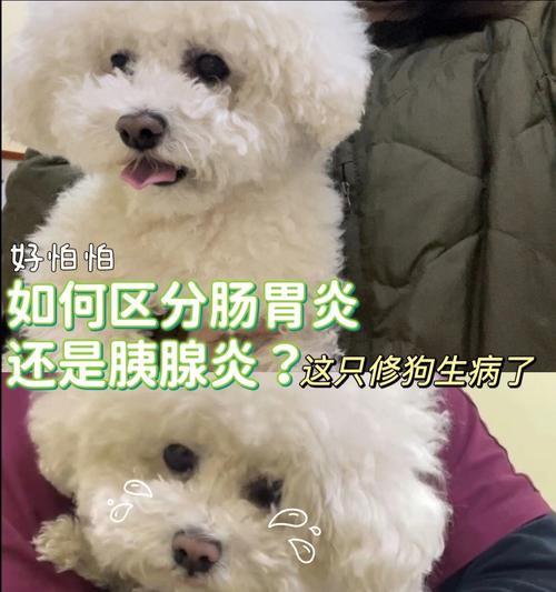 小狗慢性胰腺炎的治疗药物（探究治疗慢性胰腺炎的药物种类及适用性）