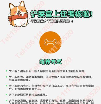如何照顾妊娠中的博美犬（注意事项与日常护理）