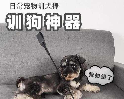 以马犬训练法，如何训练出听话乖巧的宠物犬