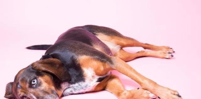 训狗必知事项（宠物主人必看的训犬指南）