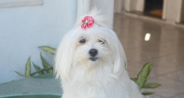 如何训练你的马尔济斯犬（从基本指令到行为纠正，掌握这些技巧让你的犬犬成为听话的好宠物）