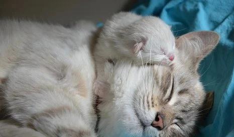 为什么梳理猫咪毛发很重要？（探究梳理毛发对猫咪健康的影响与必要性）