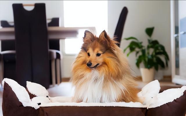 如何养护喜乐蒂牧羊犬（一份完整的饲养指南，让你的宠物健康快乐）