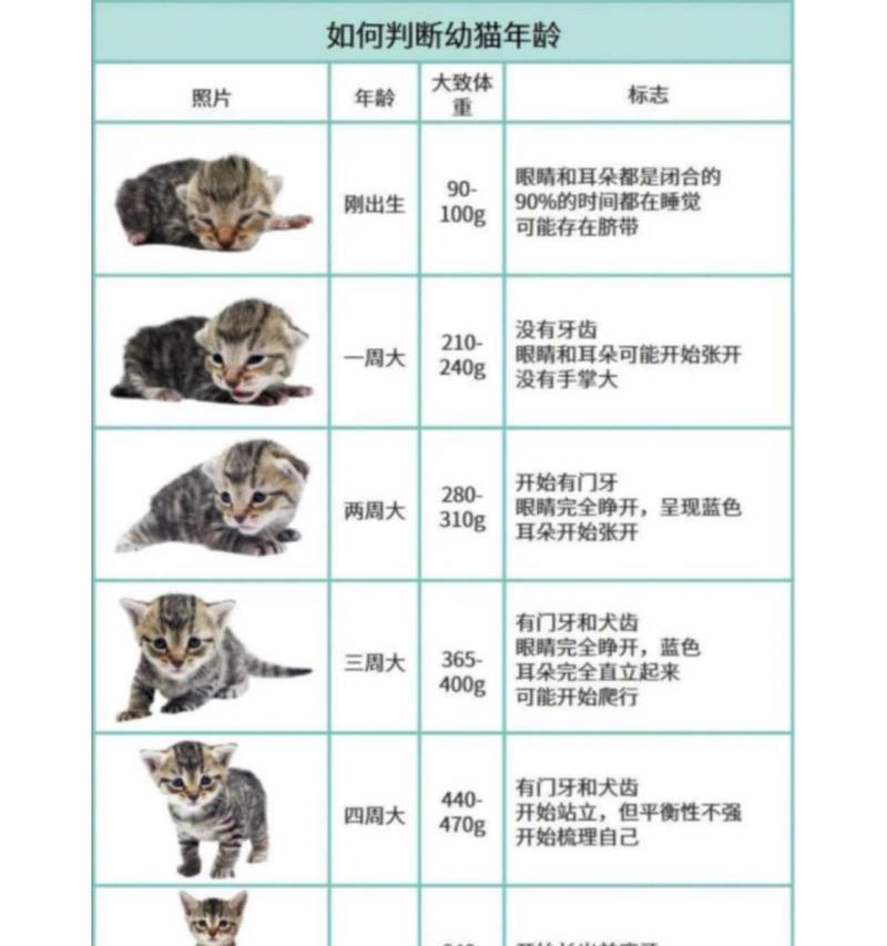 如何准确判断约克夏的年龄？