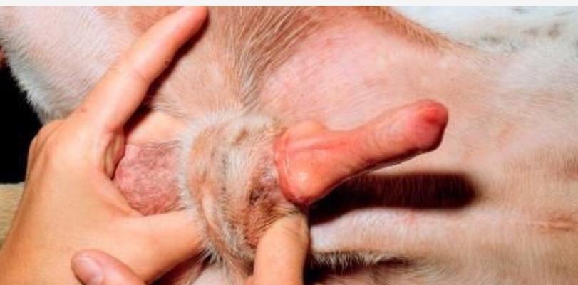 狗狗绝育手术的注意事项（为你的宠物做最好的选择）
