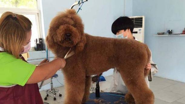 如何正确护理你的冠毛犬毛发？（从洗浴到梳理，让你的宠物更加美丽健康。）