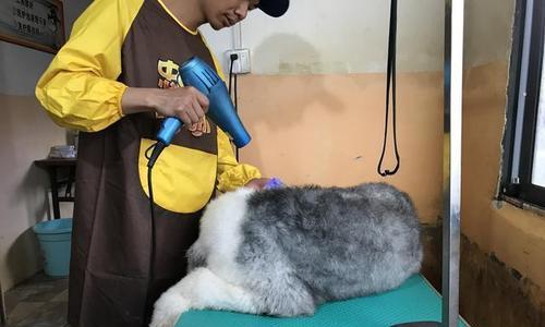 古牧犬洗澡全攻略（宠物的健康需要我们的呵护）